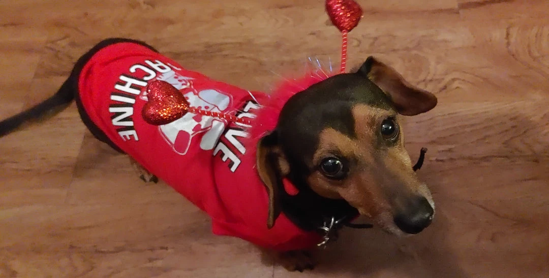 Rubies Pet Red Heart Boppers 5 Rubies Pet Red Heart Boppers